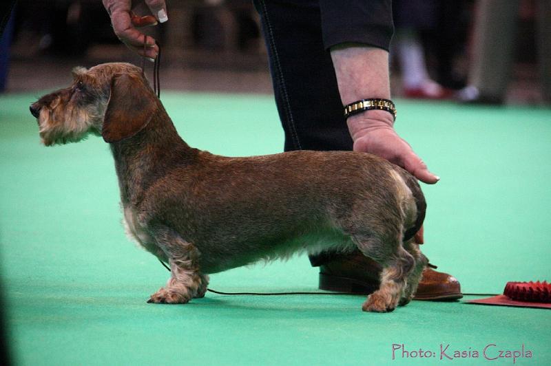 Crufts2011_2 1569.jpg